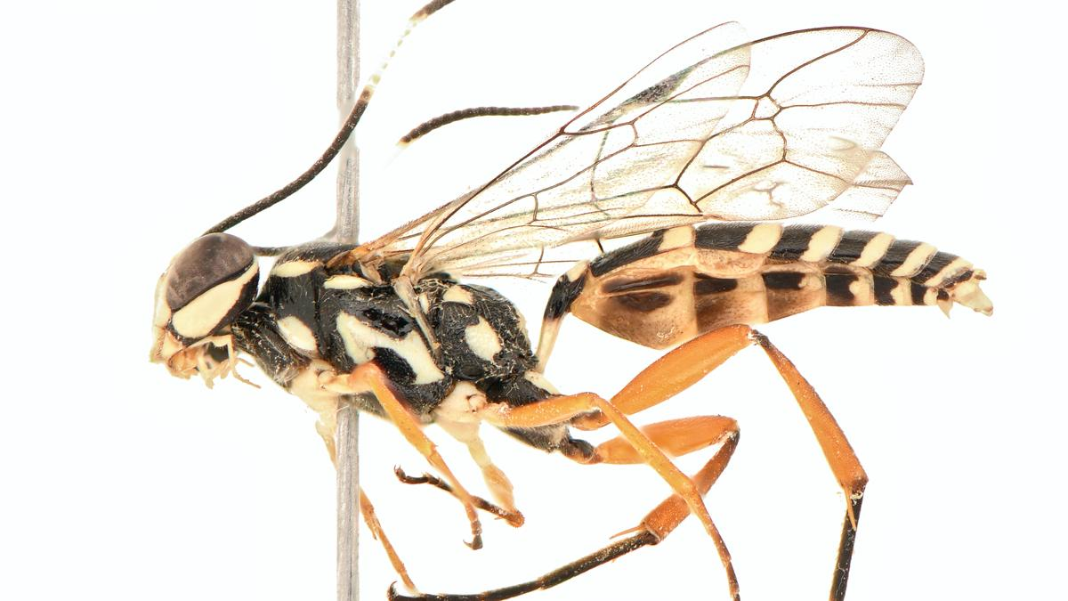 Losgna occidentalis